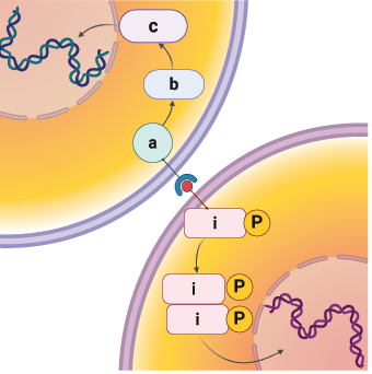Transcription Factors